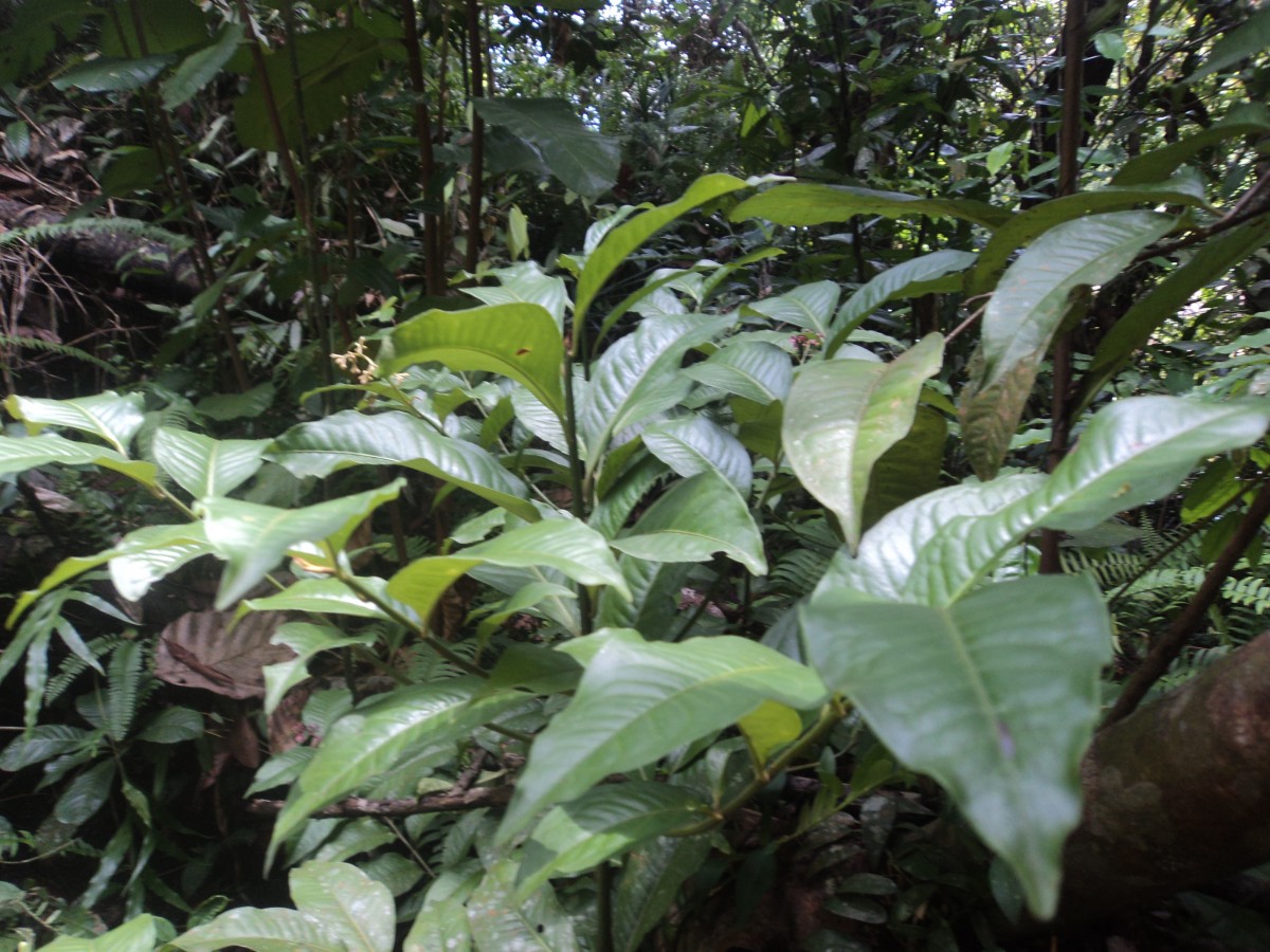 Ardisia lankaensis Kosterm.
